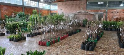 ComeÃ§a hoje quarta-feira (07/07) o Rotary vende mudas em Laranjeiras do Sul